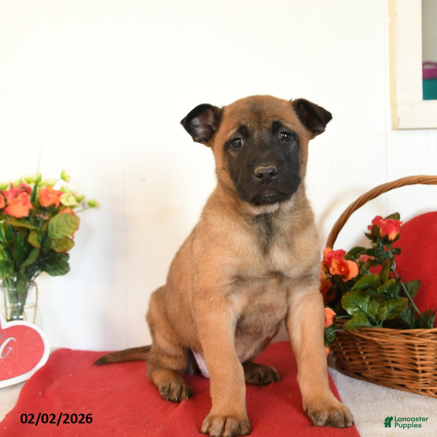 Belgian Malinois dogs Roxanne - Ad 25