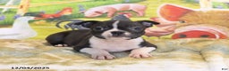 Boston Terrier dogs for sale: Roxie - Ad 6