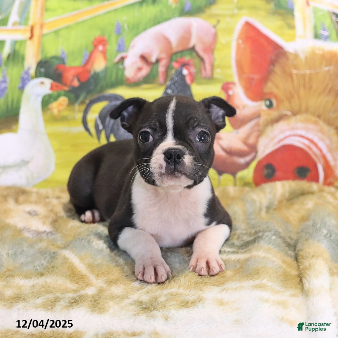 Boston Terrier dogs for sale: Roxie - Ad 6