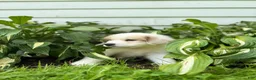 Great Pyrenees dogs for sale: Clark - Ad 15