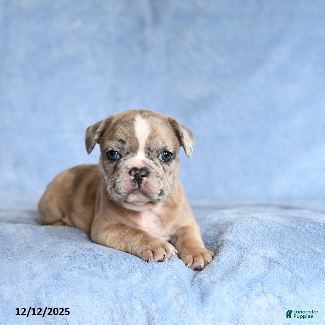 French Bulldog dogs for sale: Yackson - Ad 2
