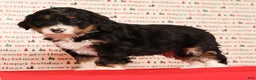 Mini Bernedoodle dogs for sale: Jasper - Ad 7