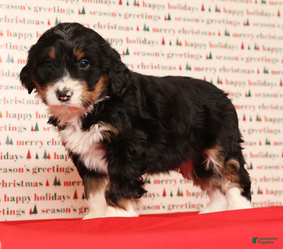 Mini Bernedoodle dogs for sale: Jasper - Ad 7