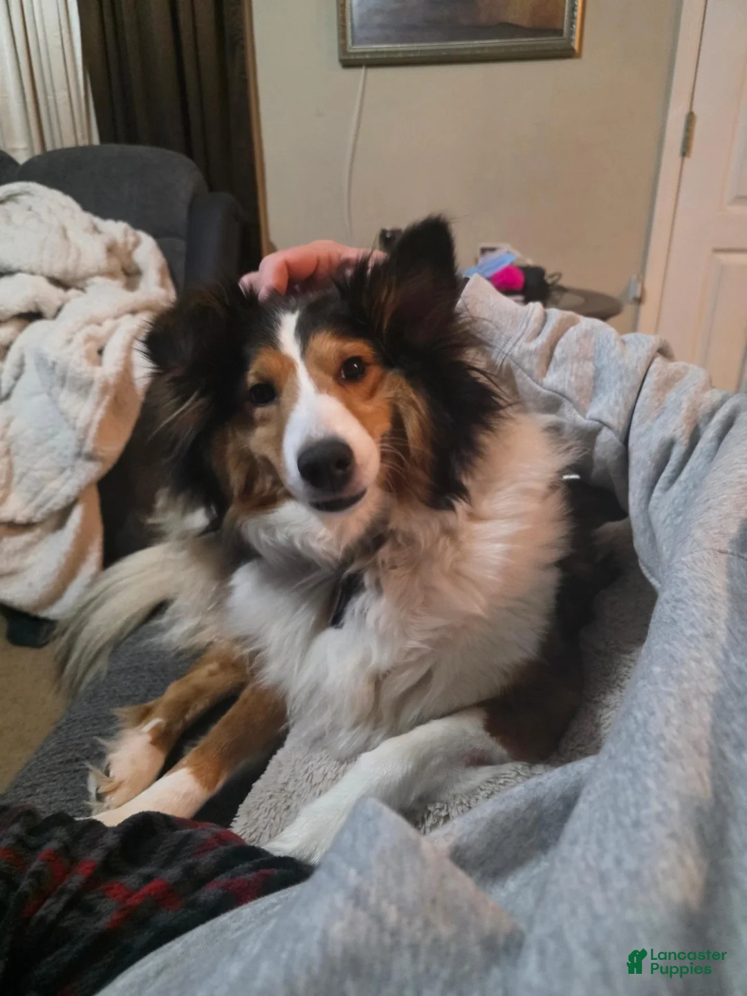 Shetland Sheepdog dogs for sale: Brice  - Ad 5