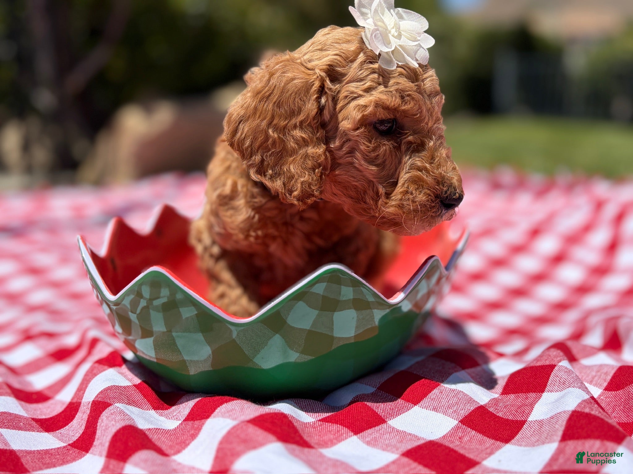 Goldendoodle dogs Peanut - Ad 13