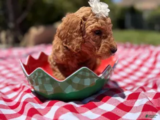 Goldendoodle dogs Peanut - Ad 13