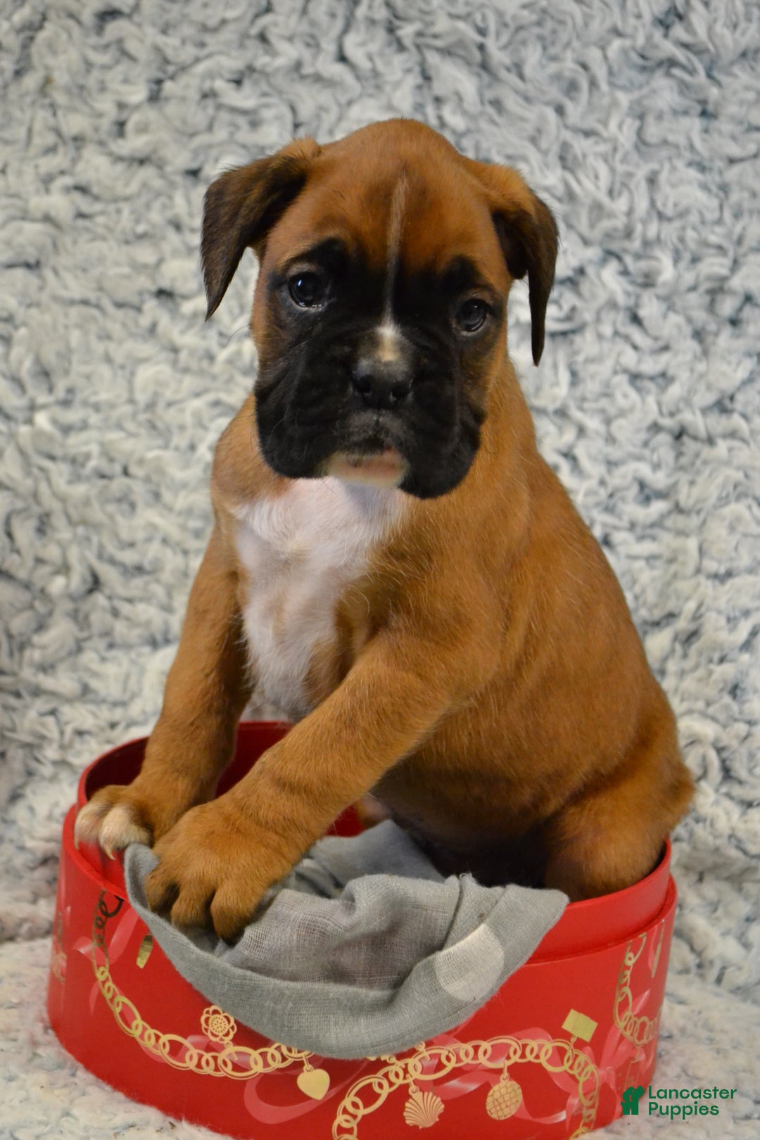 Boxer dogs for sale: Remi - Ad 4