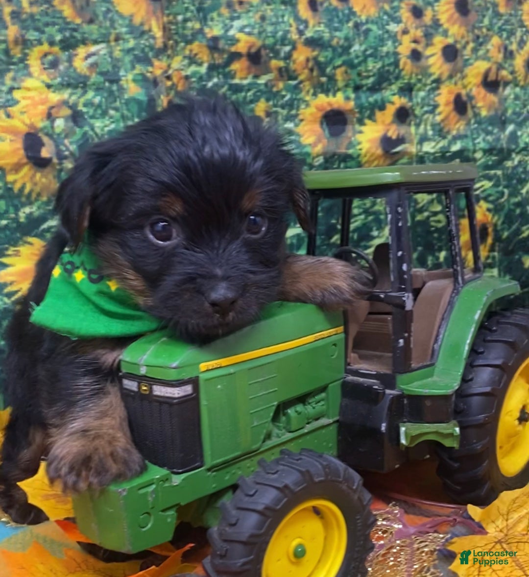 Shorkie dogs for sale: Loki  - Ad 6