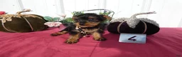 Yorkshire Terrier dogs for sale: Yorkshire Terrier 4 Thompson - Ad 2