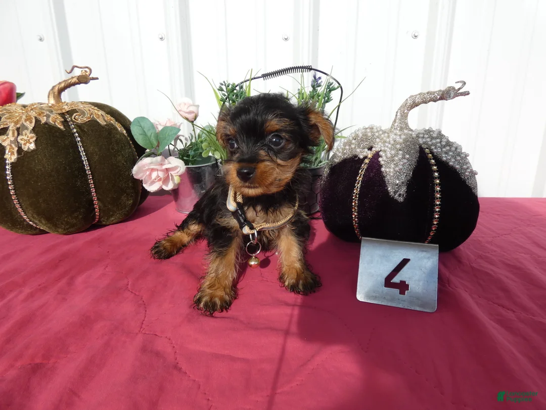 Yorkshire Terrier dogs for sale: Yorkshire Terrier 4 Thompson - Ad 2