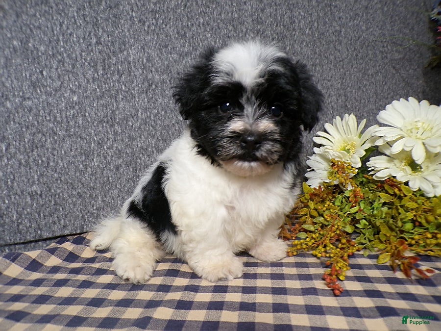 Havanese dogs Kipper - Ad 1