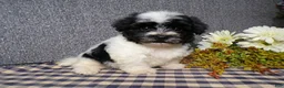 Havanese dogs for sale: Kipper - Ad 1