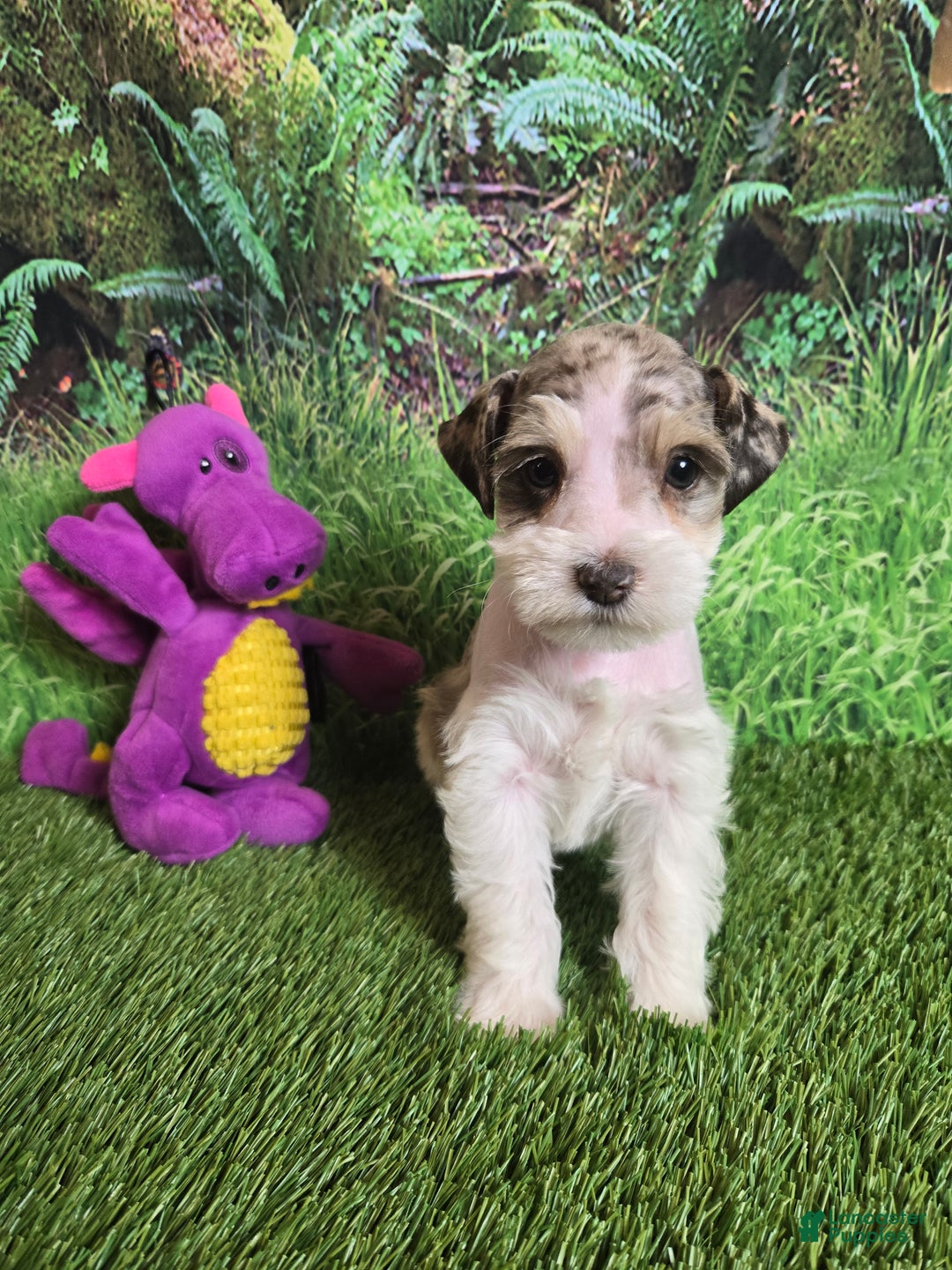 Miniature Schnauzer dogs for sale: ELSA,   Miniature Schnauzer Puppy  - Ad 1