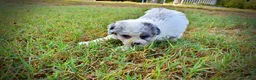 Havapoo dogs for sale: Milo-Sale!!! - Ad 5