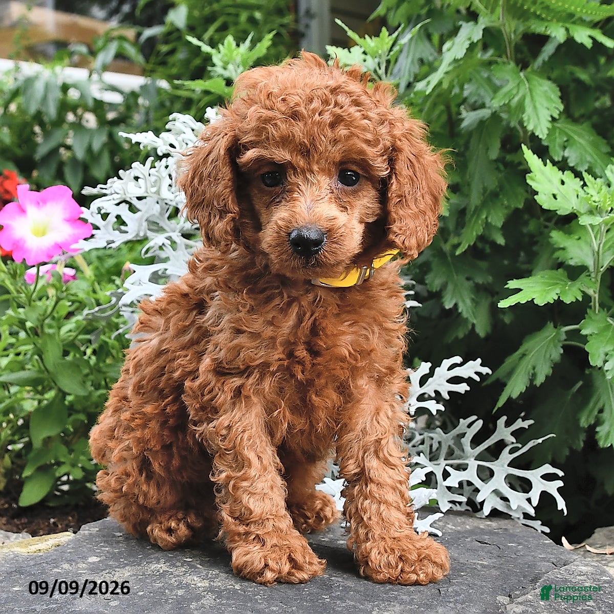 Miniature Poodle dogs Fritz - Ad 2