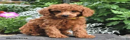 Miniature Poodle dogs for sale: Fritz - Ad 2