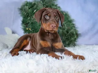 Doberman Pinscher dogs TRIXIE - Ad 1