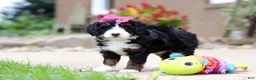 Mini Bernedoodle dogs for sale: Lemonade - Ad 7