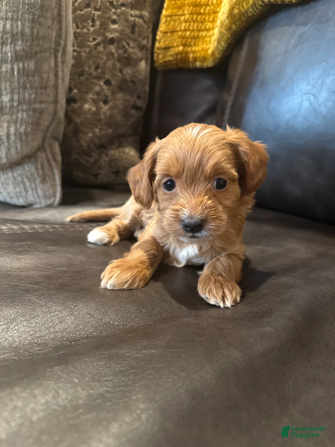 Cockapoo dogs for sale:  Brownie  - Ad 2