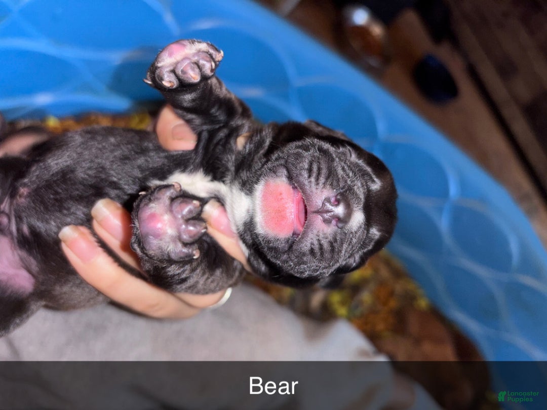 Mixed Breed dogs for sale: Bear - Ad 4