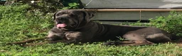 Cane Corso dogs for sale: Cane Corso Puppy 6 - Ad 4