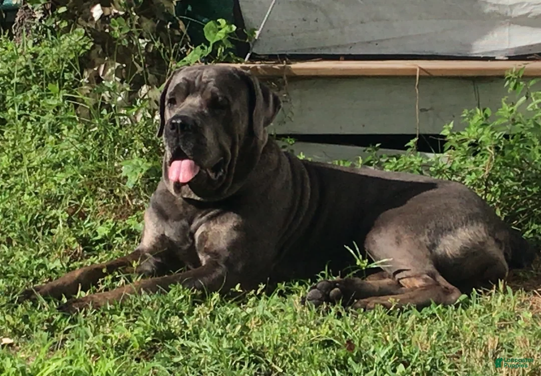 Cane Corso dogs for sale: Cane Corso Puppy 5 - Ad 2