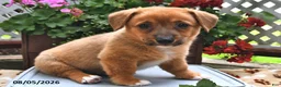 Welsh Corgi Pembroke dogs for sale: Diego - Ad 3