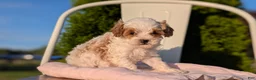 Cavapoo dogs for sale: Stella - Ad 7