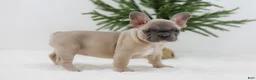 French Bulldog dogs for sale: Kate - Ad 7