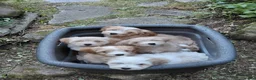 Mixed Breed dogs for sale: Samson - Ad 2