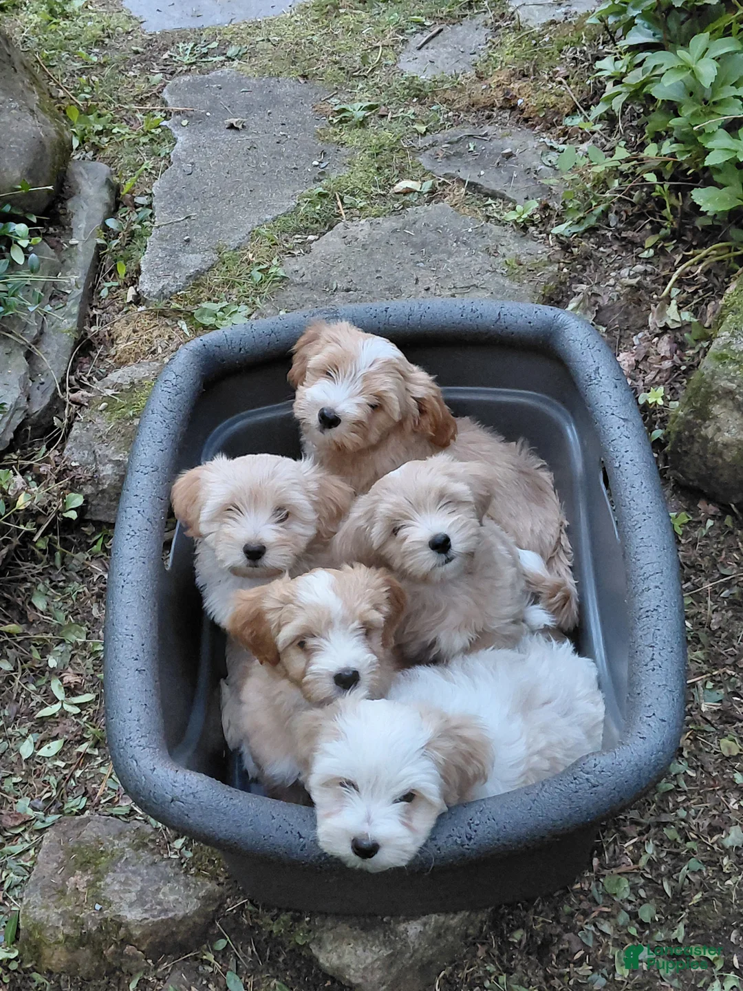 Mixed Breed dogs for sale: Samson - Ad 2