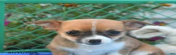Mixed Breed dogs for sale: Theia - Ad 5