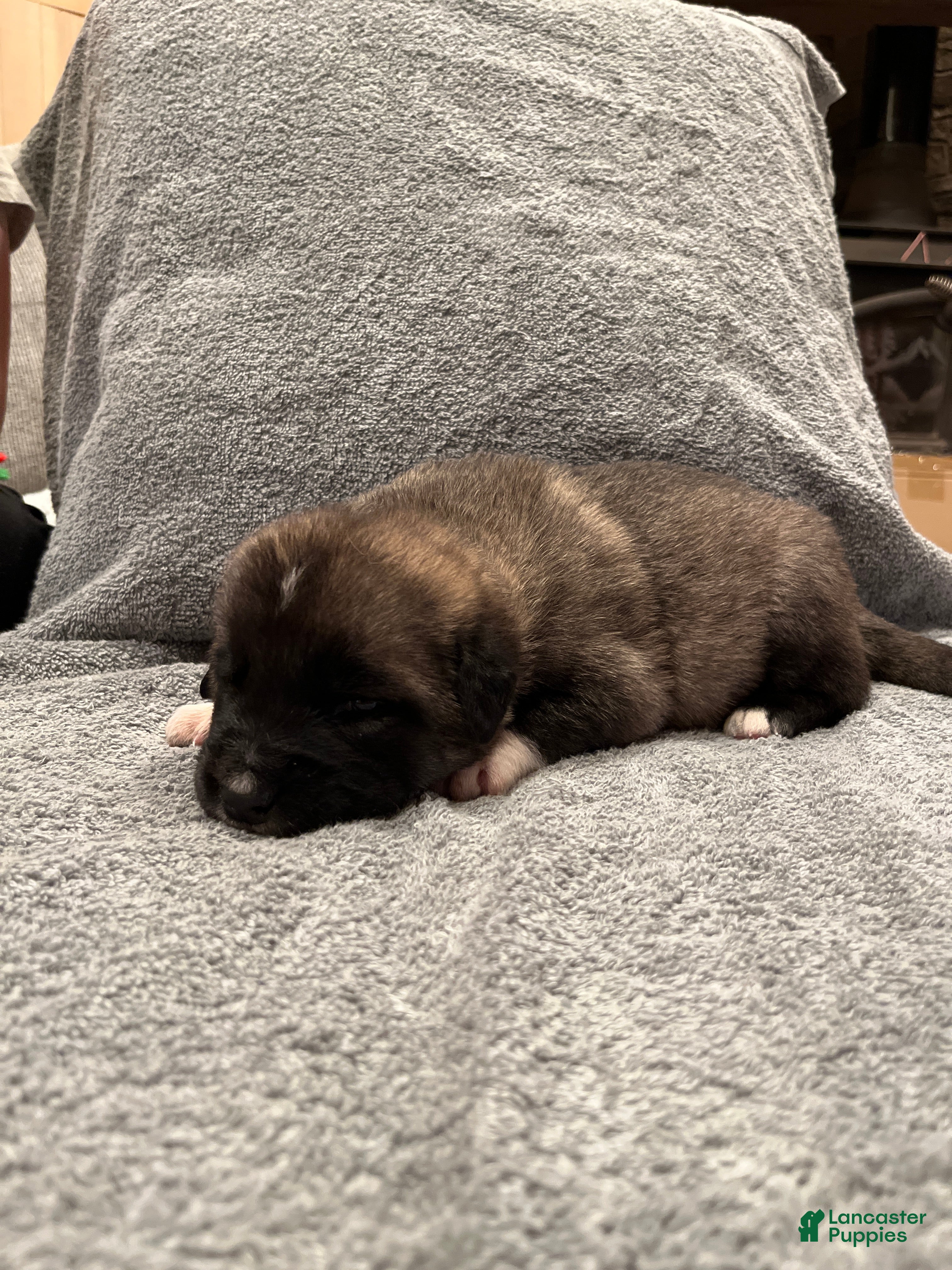 Mixed Breed dogs Boy- Red&Green - Ad 1