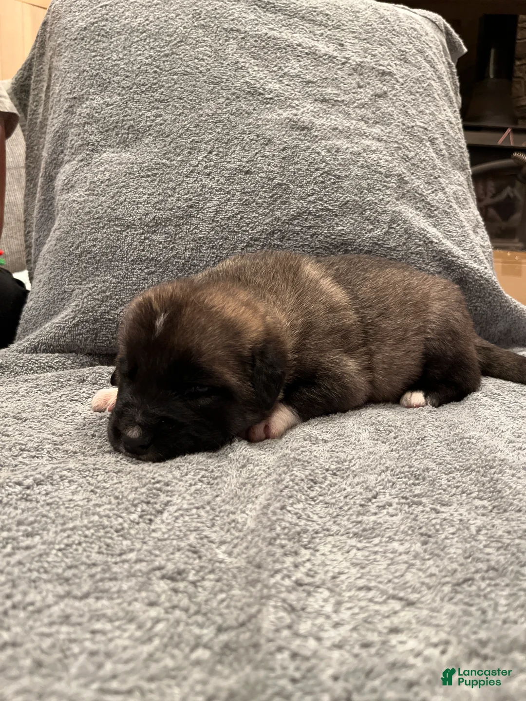 Mixed Breed dogs for sale: Boy- Red&Green - Ad 1