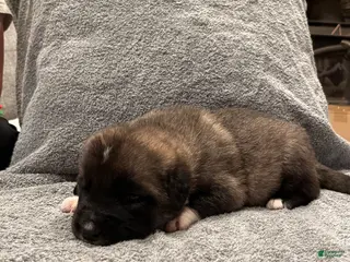 Mixed Breed dogs for sale: Boy- Red&Green - Ad 2