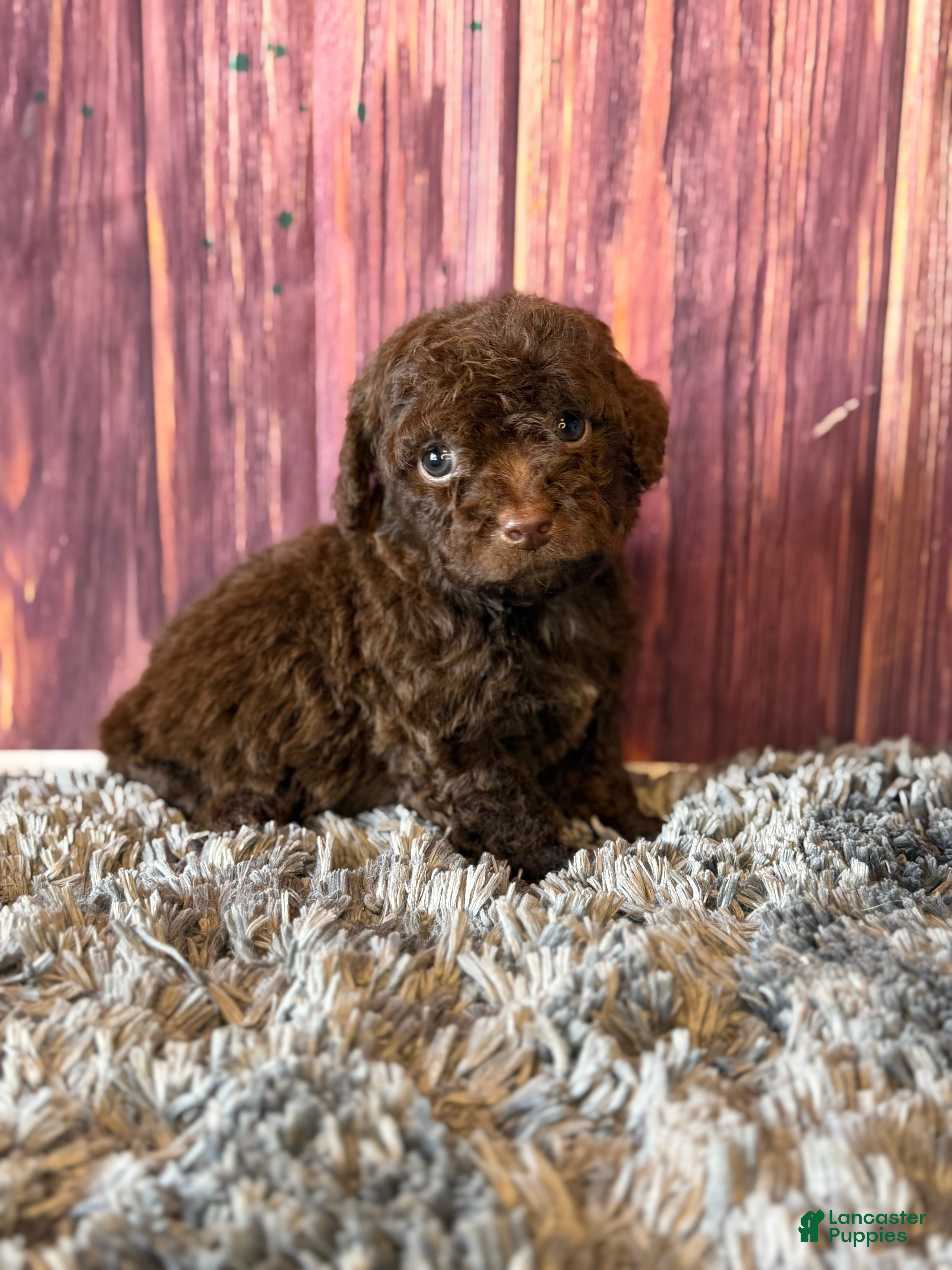 Cockapoo dogs Gavin - Ad 2