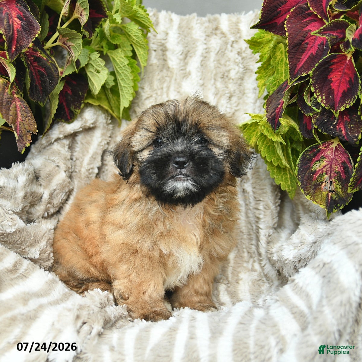 Shih Tzu dogs Chipper  - Ad 2