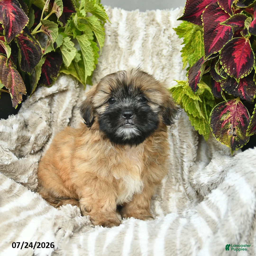Shih Tzu dogs for sale: Chipper  - Ad 2