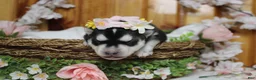 Siberian Husky dogs for sale: Freya  - Ad 1