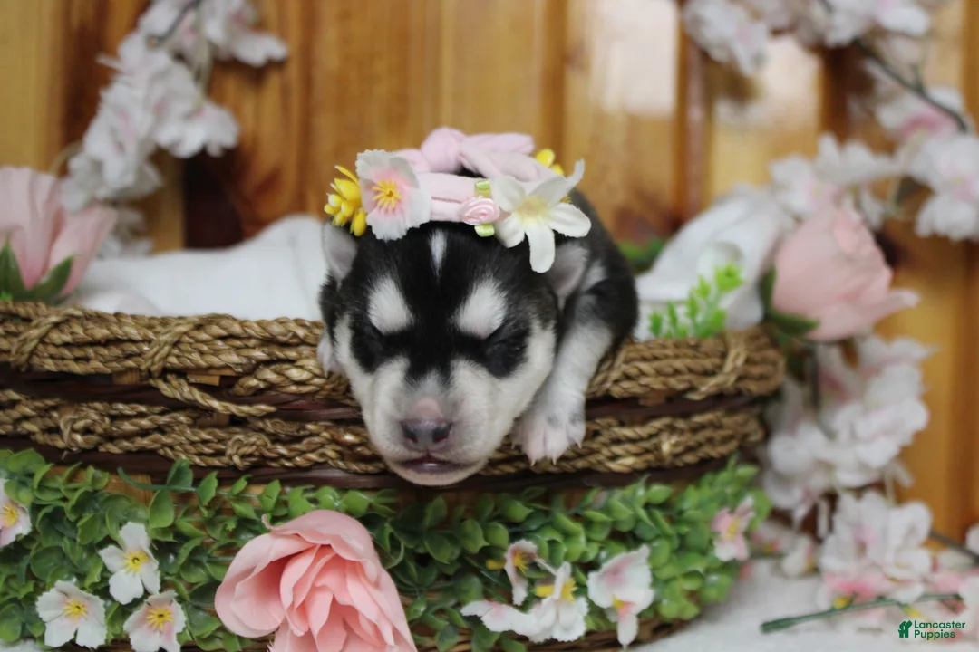 Siberian Husky dogs for sale: Freya  - Ad 1