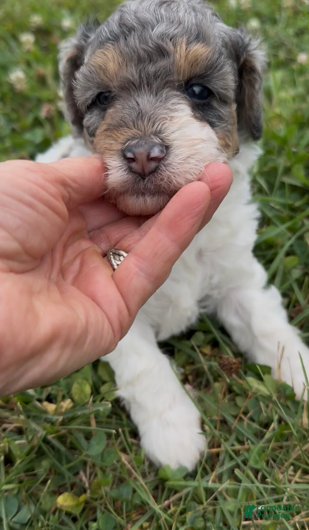 Miniature Poodle dogs for sale: Priscilla - Ad 2