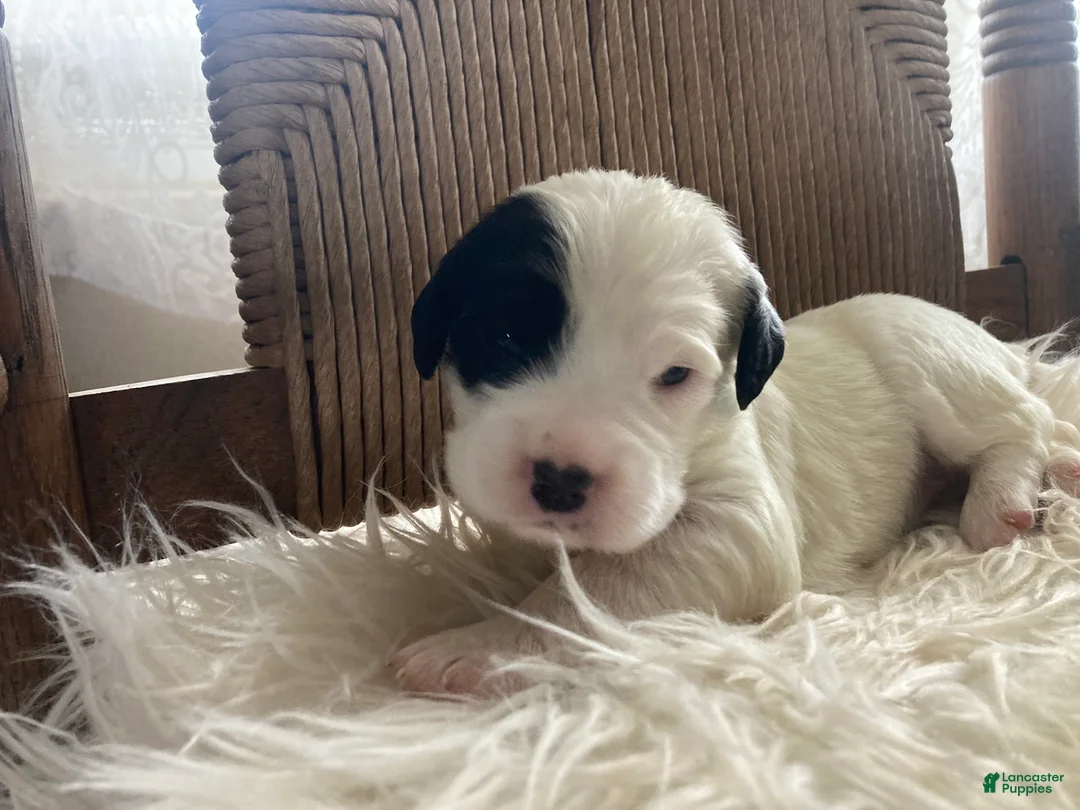 English Setter dogs for sale: Dally - Ad 2