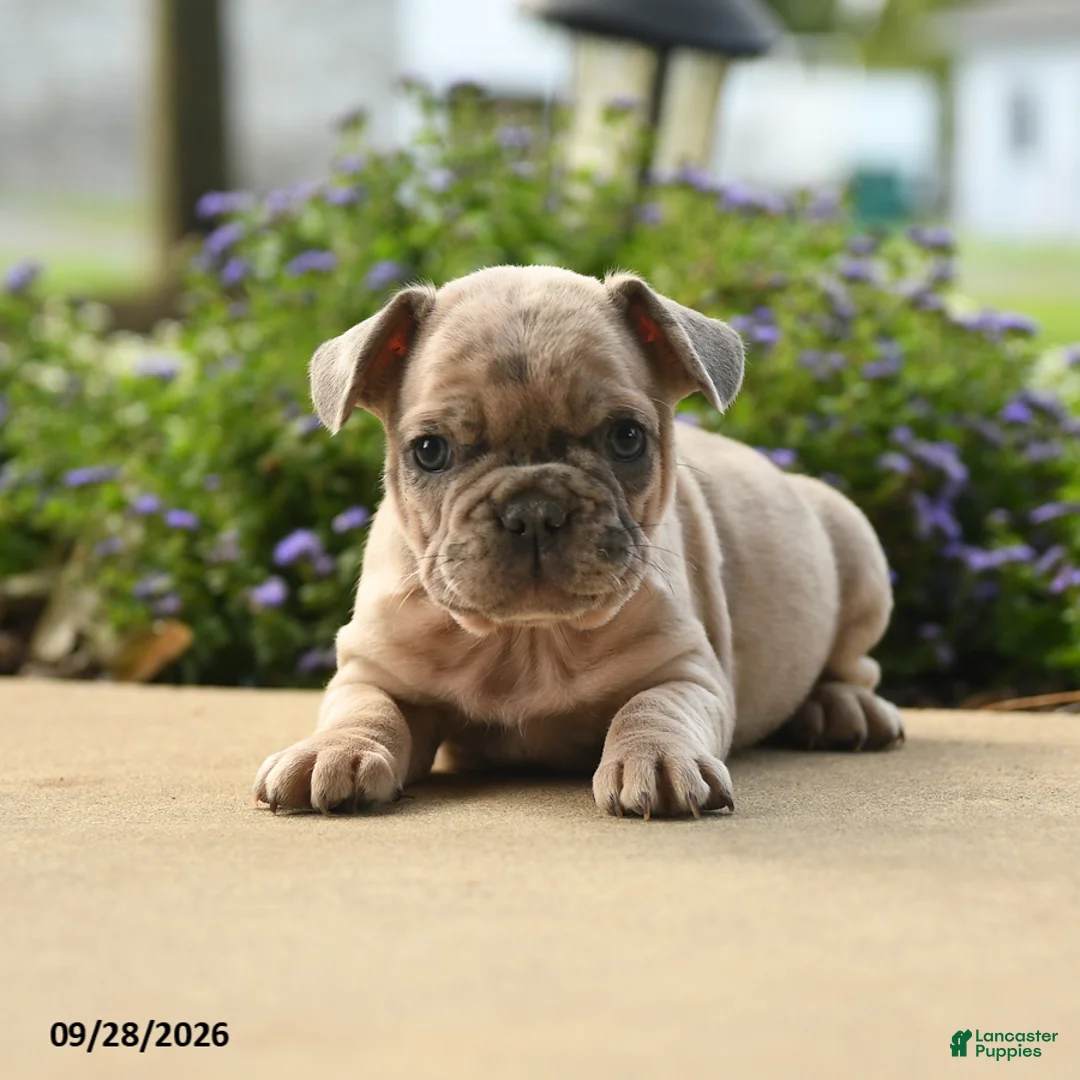 French Bulldog dogs for sale: Hugo - Ad 1