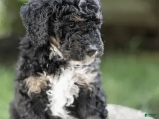 Mini Bernedoodle dogs Oliver - Ad 23