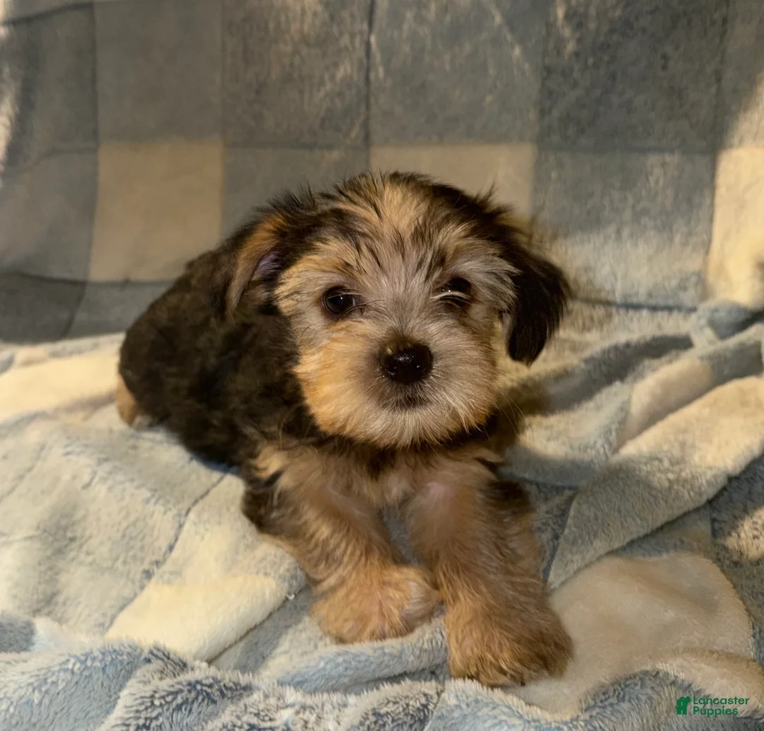 Yorkshire Terrier dogs for sale: Bobby  - Ad 2