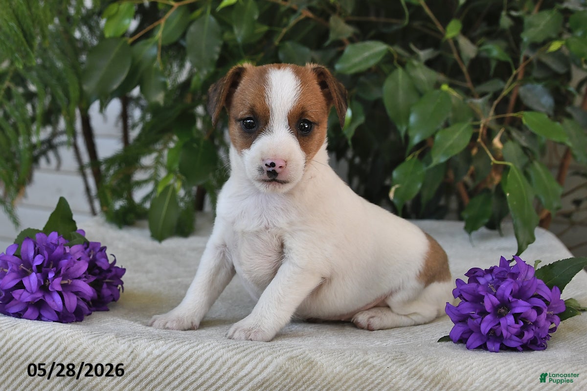 Jack Russell Terrier dogs Skyla - Ad 2