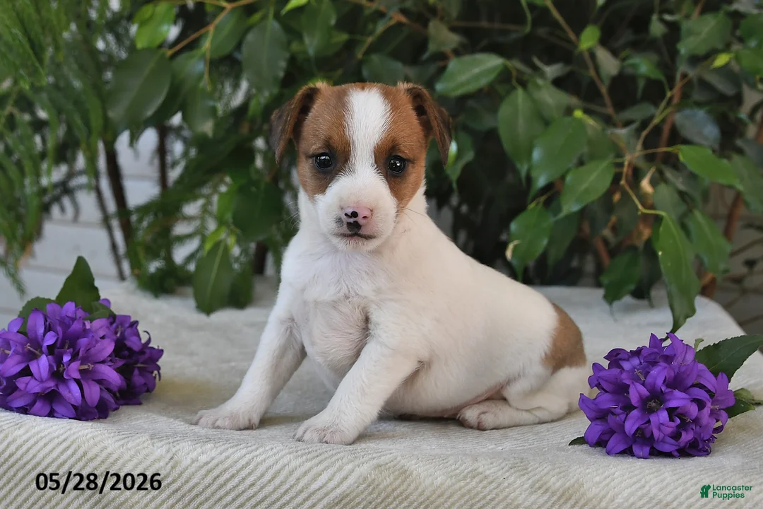 Jack Russell Terrier dogs for sale: Skyla - Ad 2