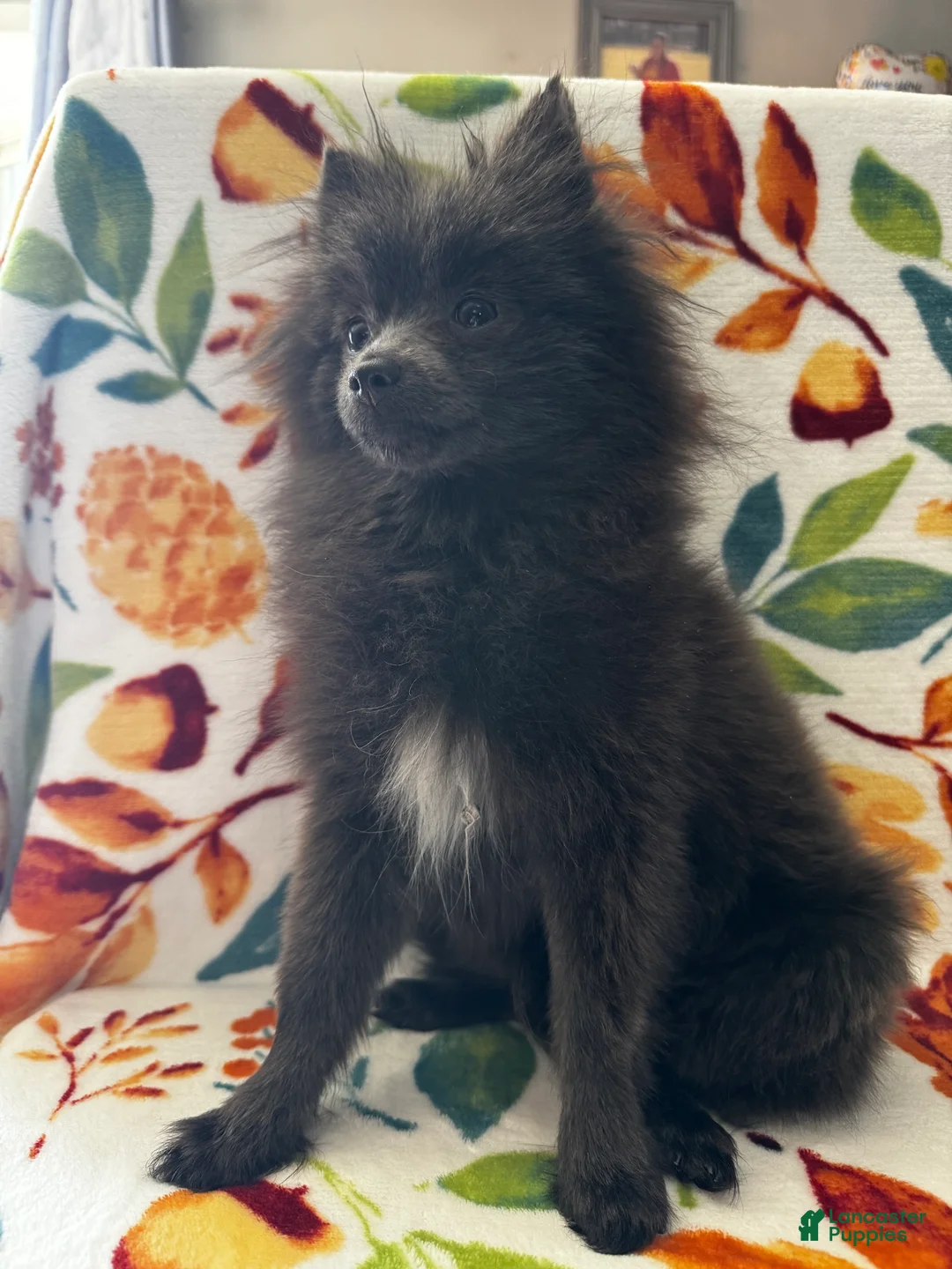 Pomeranian dogs for sale: Saint - Ad 1