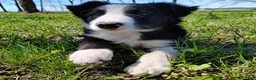 Border Collie dogs for sale: Linus - Ad 6