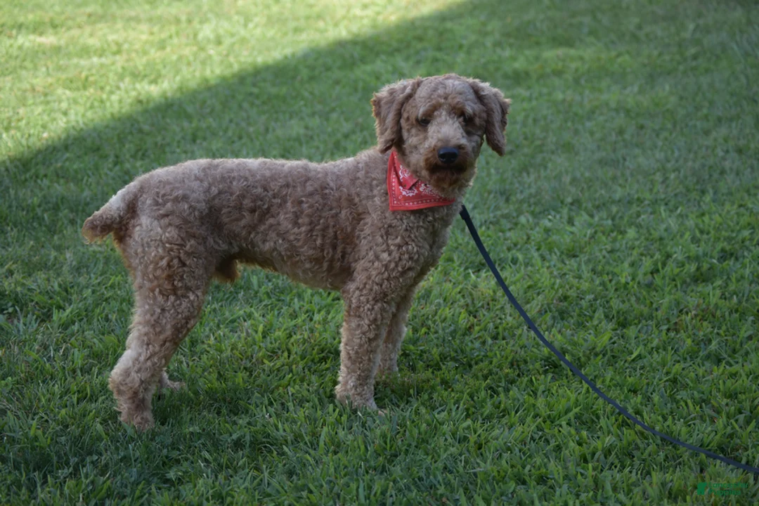 Bichpoo dogs for sale: Bethany - Ad 15